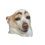 The Salty Doggo
