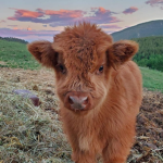 Moo Moo Fam <3