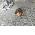 U love dogs I do to