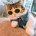 Kewl Kat