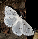 Mariposario