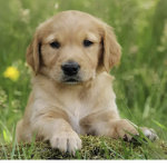puppy 1919