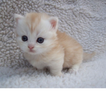 Cute Kittens Rule Well not rlly but who carez