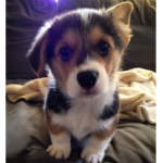 Da cute corgis!