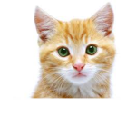 Kitty Crystal Fam Group