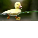 Love for ducks
