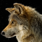 wolf family members