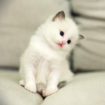 The Cat protection society