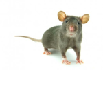 Elite Rats