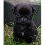 The pugs from outer space!