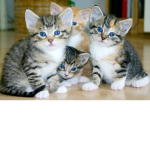 Cute Kitty Studios!!!