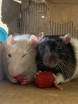 RAT ARMY<3