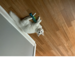Kitty cat 34987
