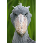 extreme bird