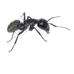 Ant Cult