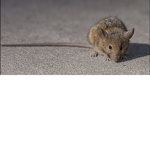 The Dead Rat Society
