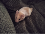 Hamster on couch