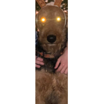 The Dogs That Live In Bogs And Eat Lots Of Frogies