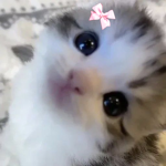 dоcile