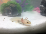 Kingdom of the axolotls!