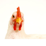 The Chickenz