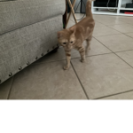 Kitcat’s family