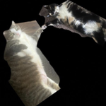 Fat Cats United !