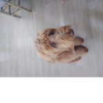 My dog sofia