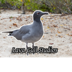 Lava gull studios