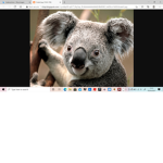 Koala Only Group!