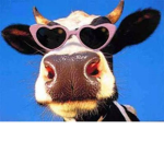 The Mooing Cow Nation