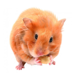 HAMSTER ONLY