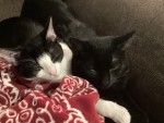 Cats will rule for ever