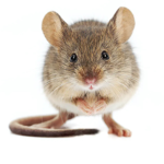 Mouse community