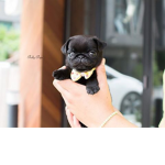 Pet pug