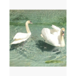 bbx_wt