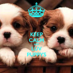 CUTE AND AMAZING PUPPIES SQUAD