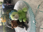 The Plushies Army