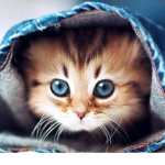 The pretty kitty fan group
