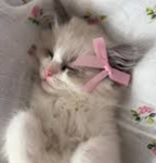 Little kitty lovers
