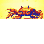 Dank crab