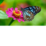 Butterfly Fandom Studios