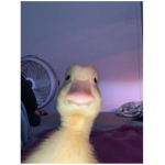 DUCK boutique :)
