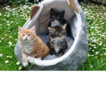 cats of tommorrow