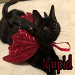 !qupid