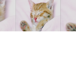 Your kitten type :)