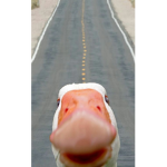 Zu Zu Varimo’s