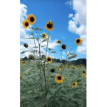 Sunflowers Bebes