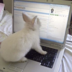 bunhie
