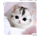 Join if you love cats and be nice to each other